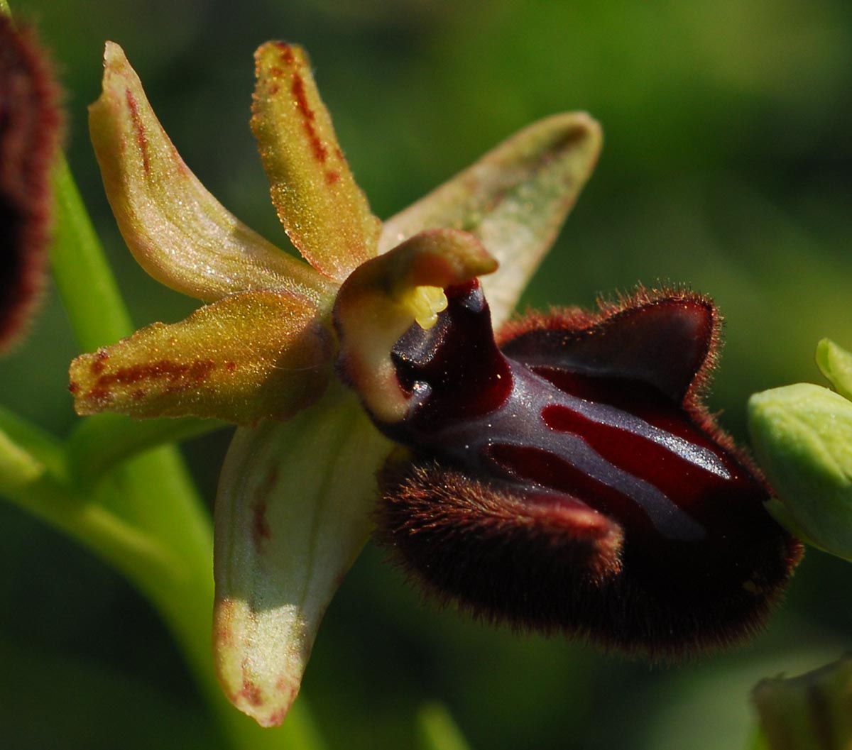 Blüte schräg